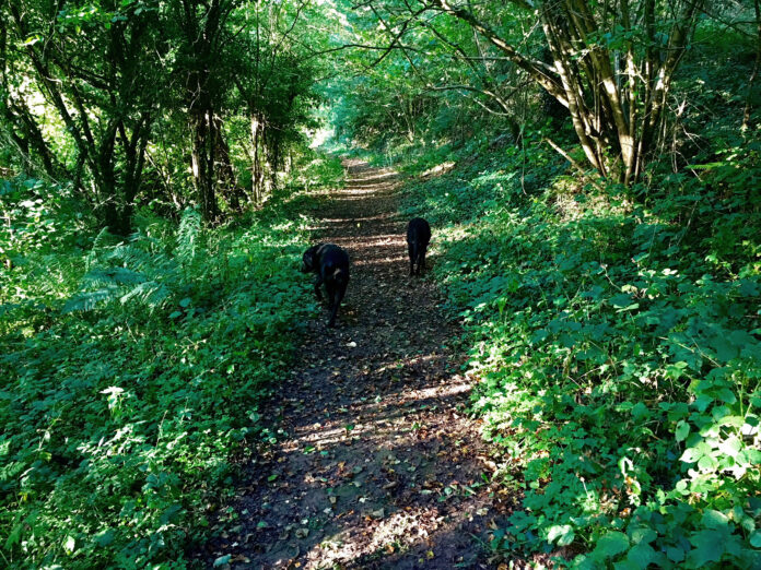 Ludlow Hideaway - dog walks