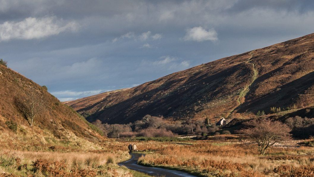 Wild Cheviot Goat © northumberlandnationalpark.org