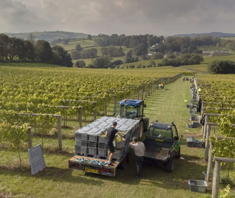 People in vineyard, Devon