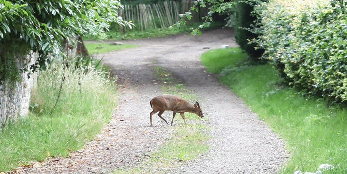 Deer in West Suffolk