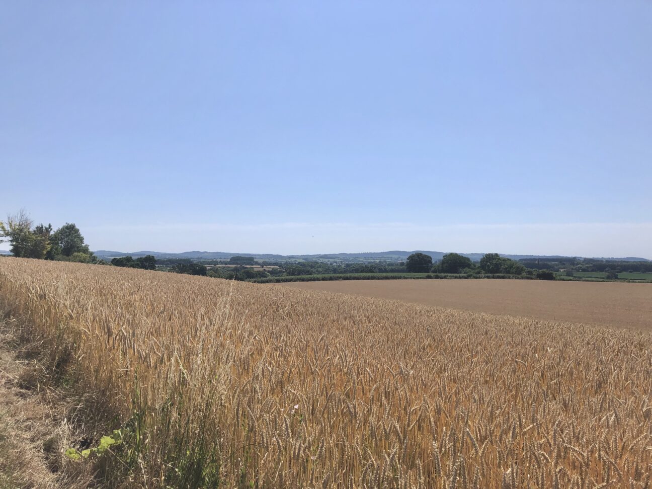Summer fields near Bower Hinton
