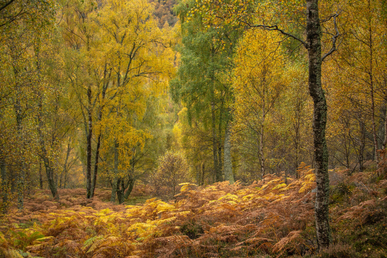 Autumn in the Birch woodland