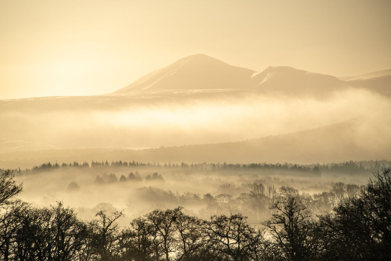 Winter mist over Abernethy Forest
