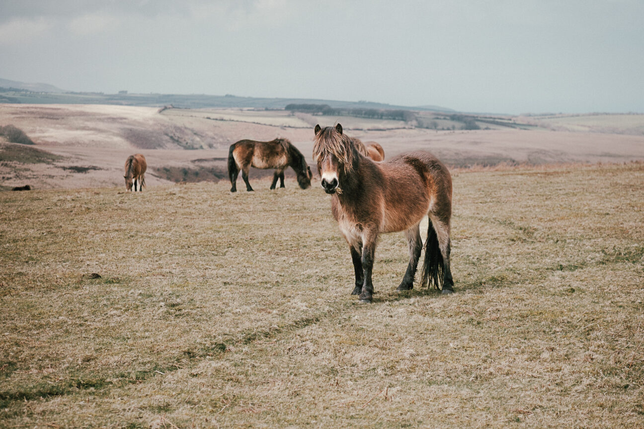 Exmoor Escape - Daisy Wingate Photography1