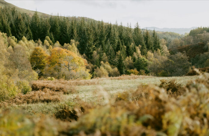 The estate's green landscape, Glen Glack, Cairngorms