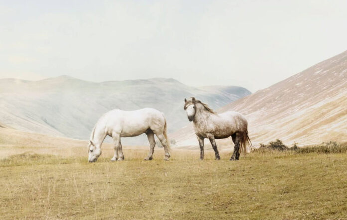 Horses on the estate, Glen Glack, Cairngorms