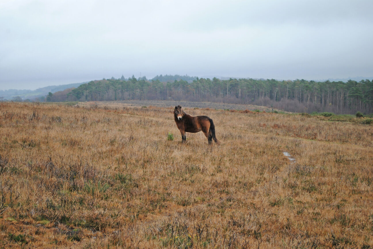 Exmoor by Sam Vernon via Unsplash