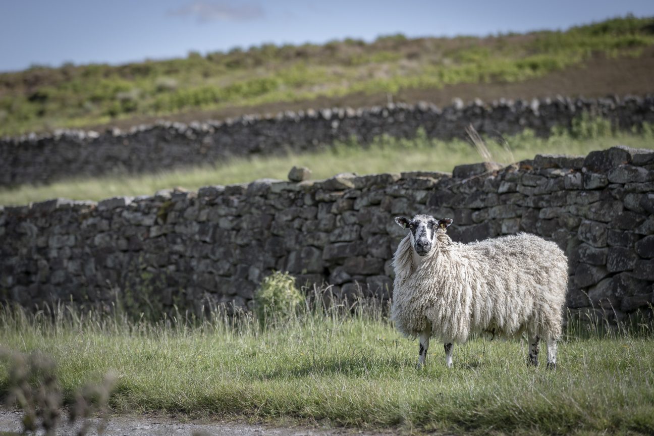 Rest+Wild Yorkshire