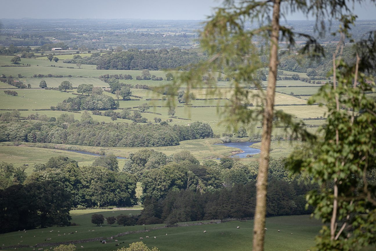 Birch - Rest+Wild Yorkshire