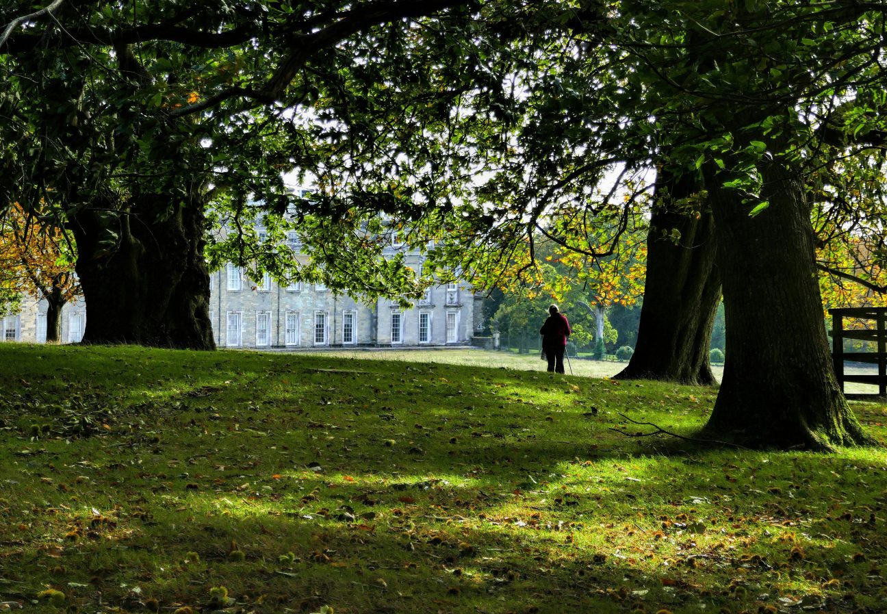 Petworth Park by Andy Newton via Unsplash