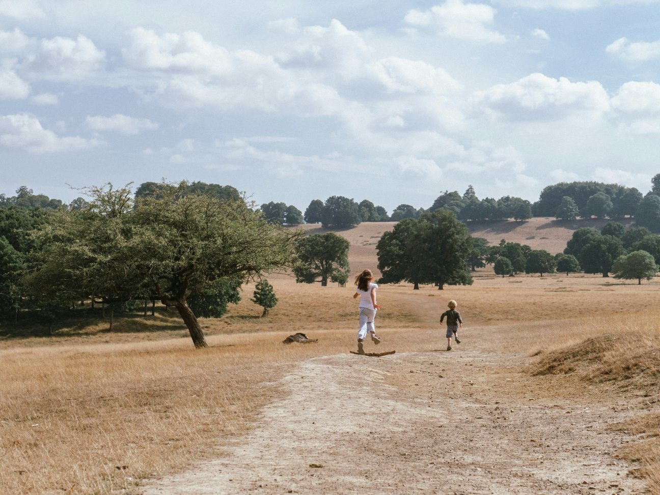 Petworth Park by Charles van der Essen via Unsplash