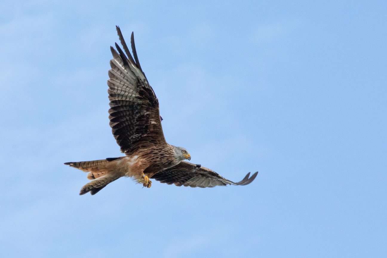 Red Kite Feeding Station by David Adams via Unsplash