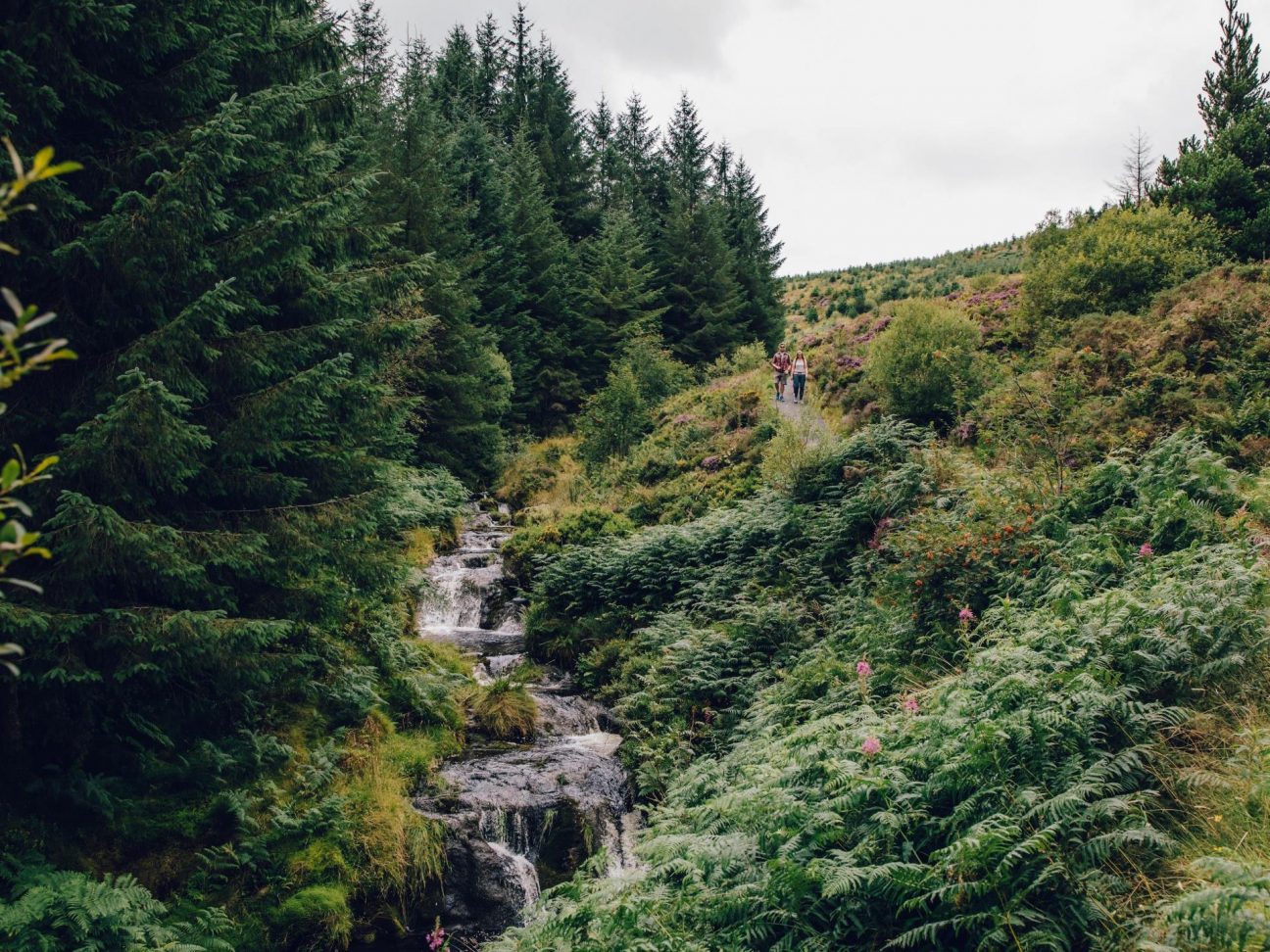 Hafren Forest via Visit Wales