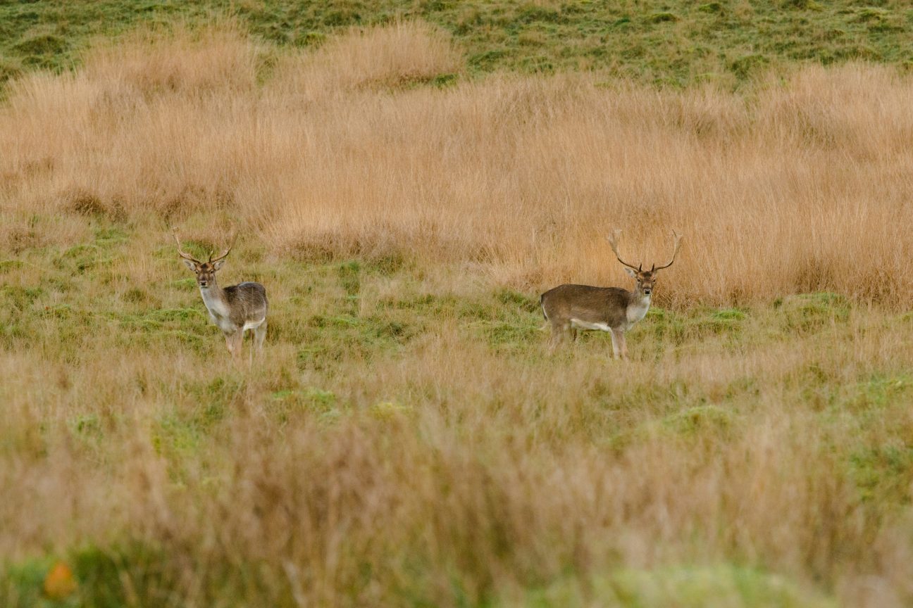 Petworth Park by Paul Arky via Unsplash