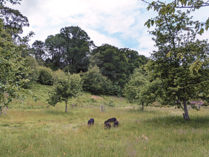 The Wyld Dorset